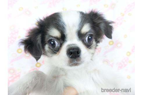 成約済の千葉県のチワワ(ロングコート)-153284の7枚目